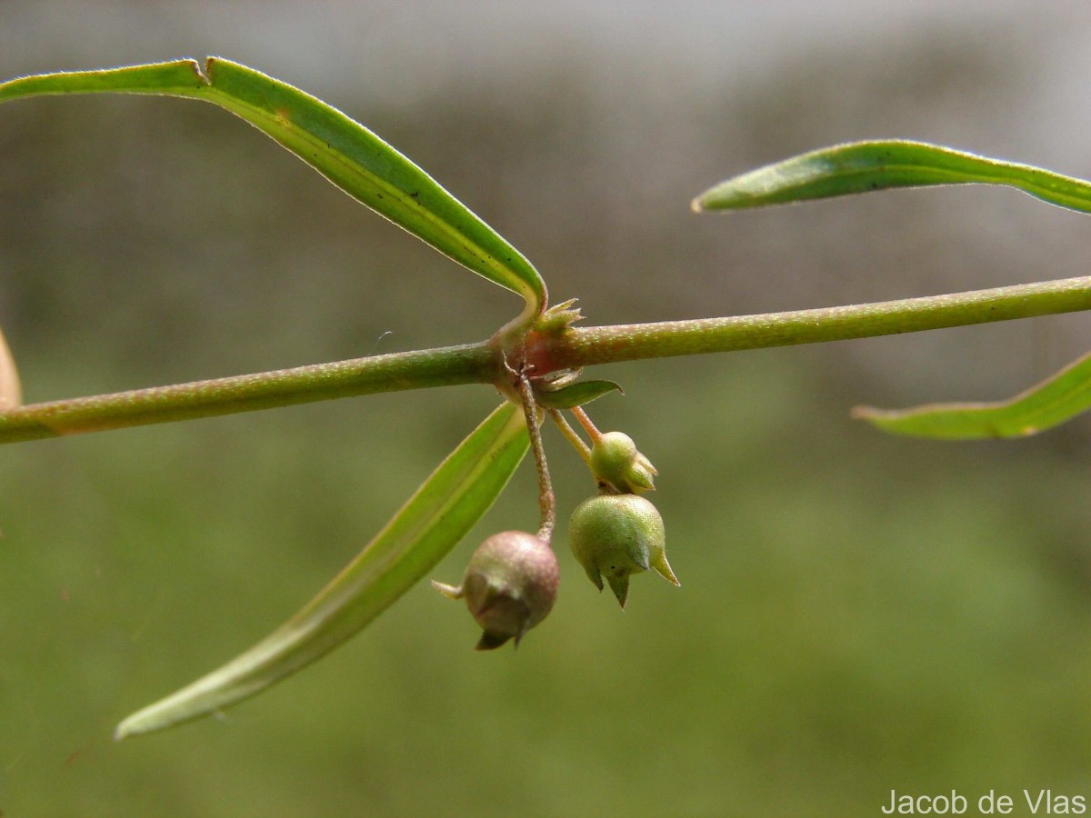 Oldenlandia herbacea (L.) Roxb.